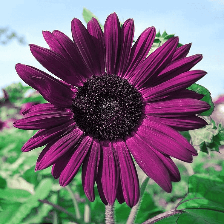 🌻Purple sunflower seeds - A rare plant in the garden