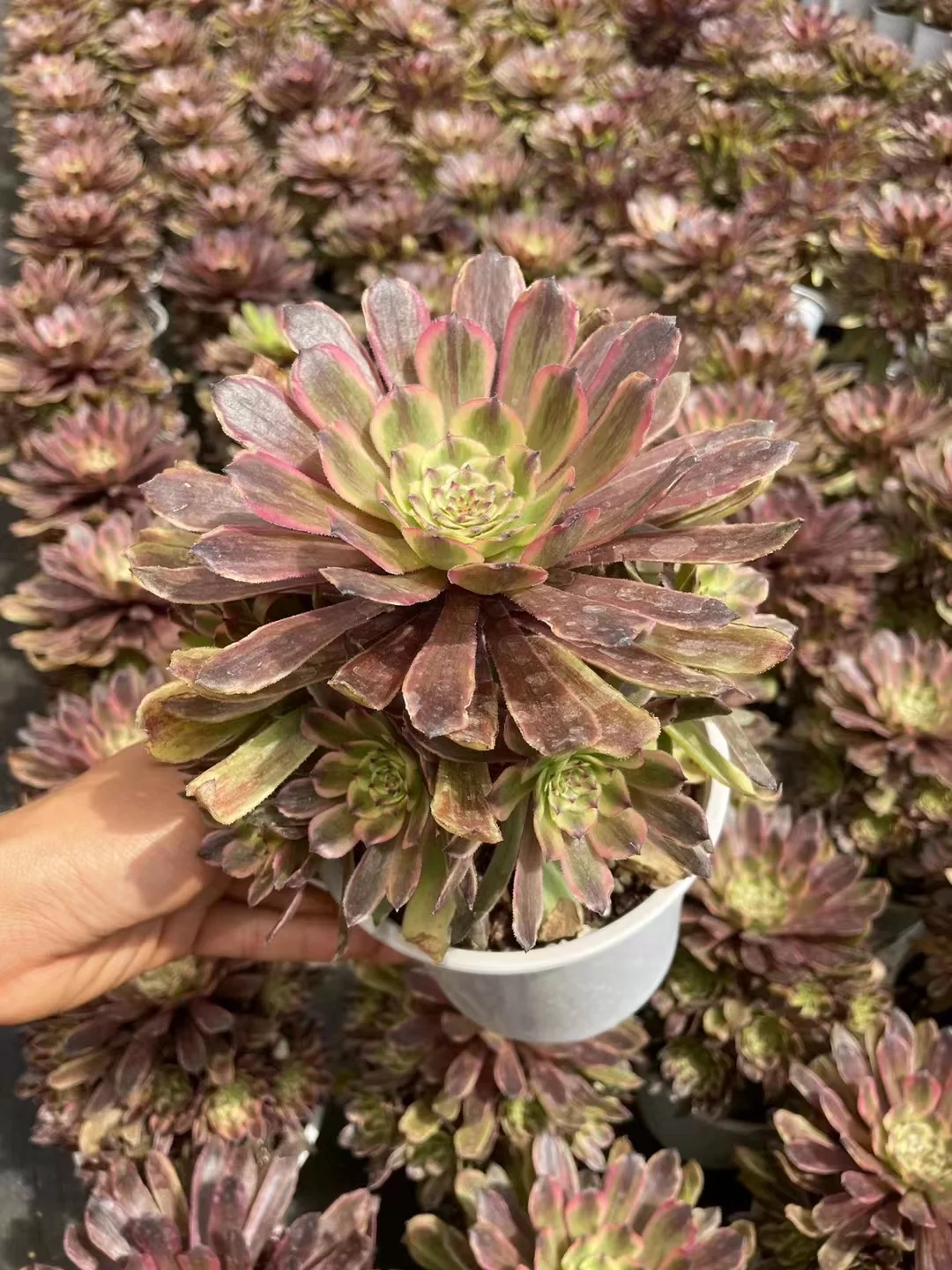 plant Aeonium Echeveria Haworthia  Caudex  Lithops Cactus  Agave 