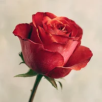 Detailed Red Rose - Diamond Painting