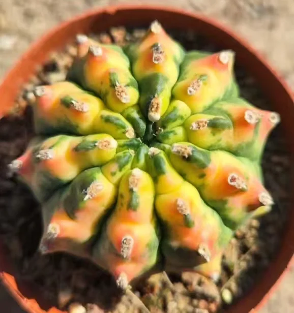 plant Aeonium Echeveria Haworthia  Caudex  Lithops Cactus  Agave 