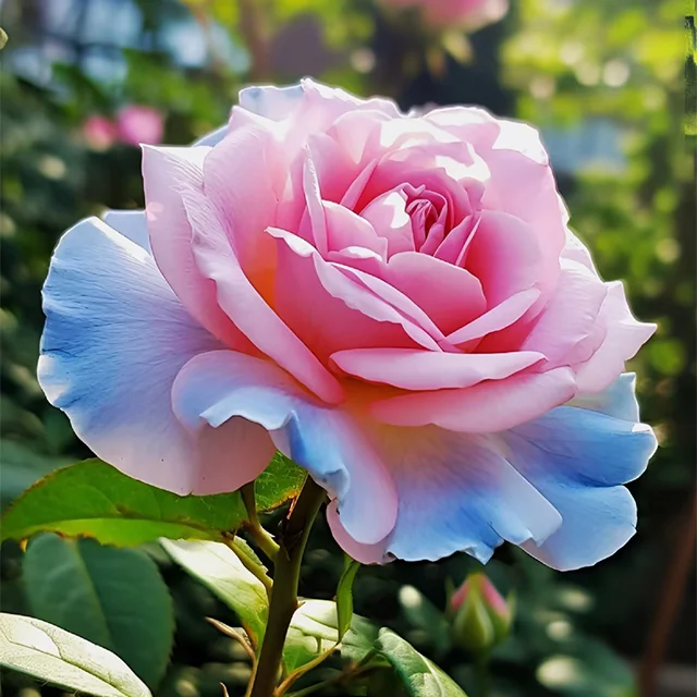 Rare Blue Pink Rose Seeds