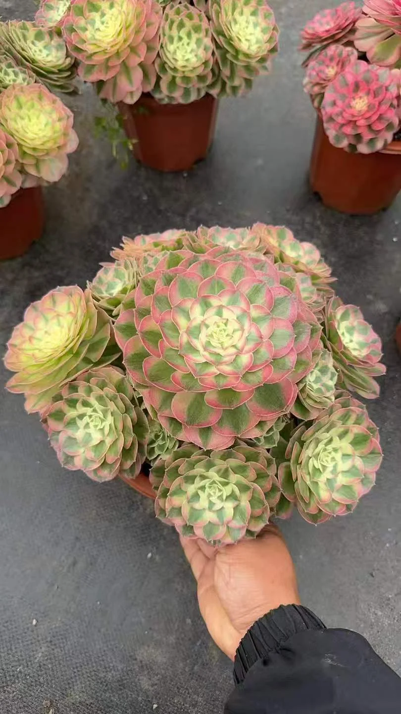 plant Aeonium Echeveria Haworthia  Caudex  Lithops Cactus  Agave 