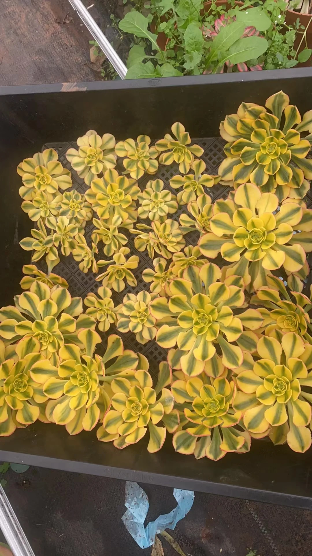 plant Aeonium Echeveria Haworthia  Caudex  Lithops Cactus  Agave 