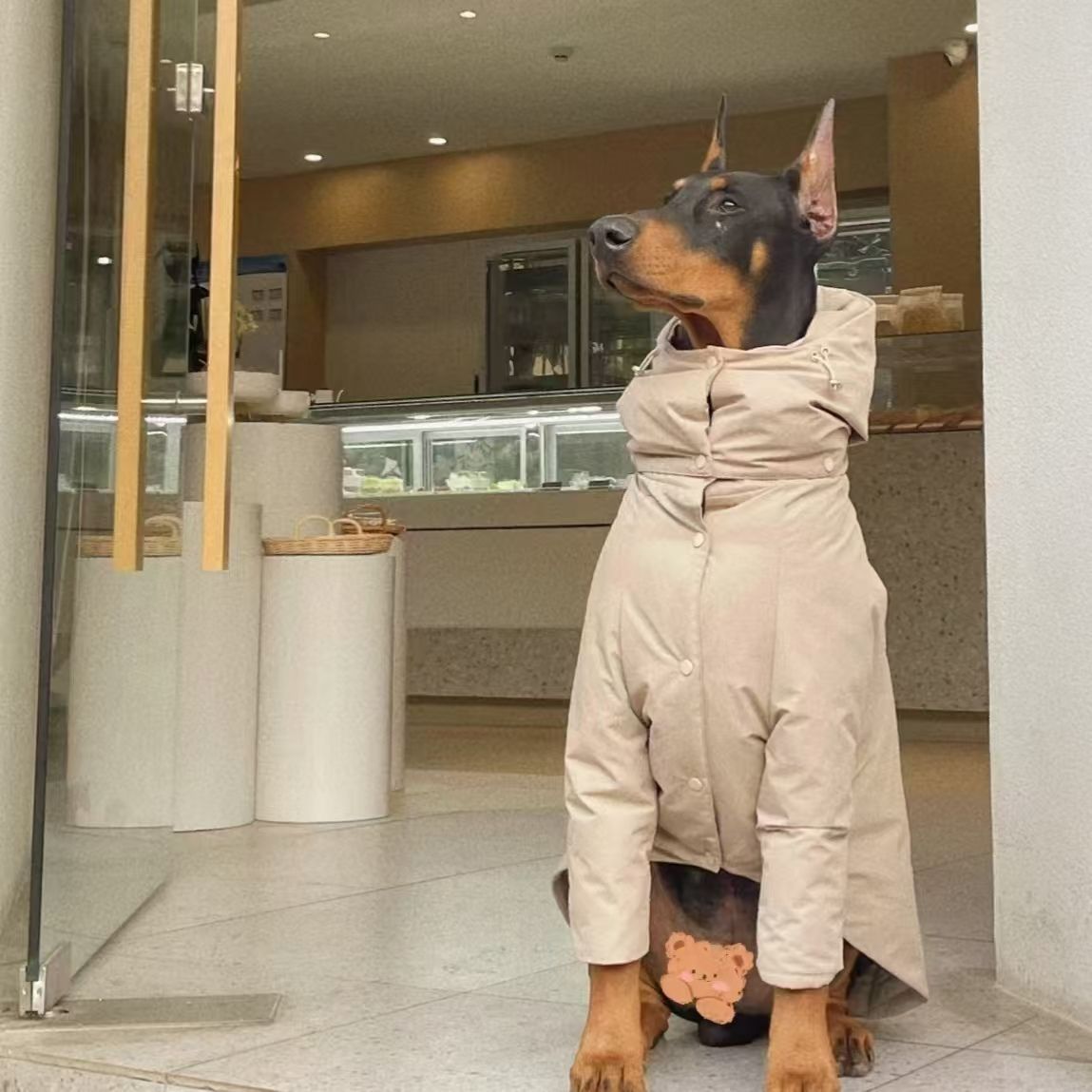 Large Dog Solid Color Cotton