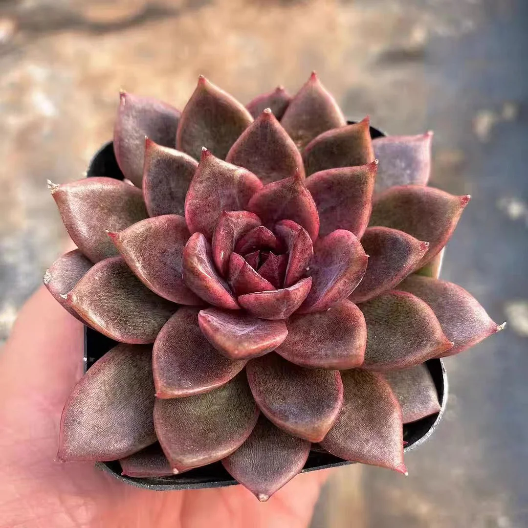 plant Aeonium Echeveria Haworthia  Caudex  Lithops Cactus  Agave 