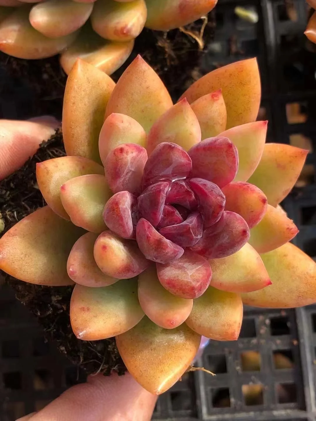 903. Echeveria Feng pei rose single head and cluster / Echeveria/ Succulent plants / Garden landscape / Carefully select healthy plants