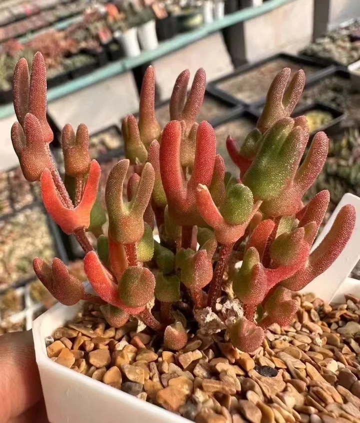 plant Aeonium Echeveria Haworthia  Caudex  Lithops Cactus  Agave 