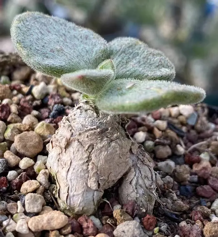plant Aeonium Echeveria Haworthia  Caudex  Lithops Cactus  Agave 