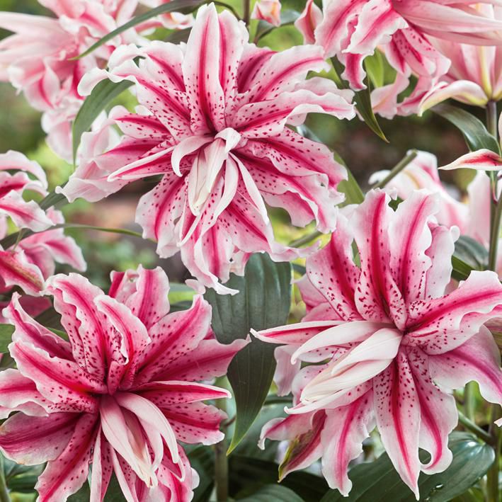 Magic Star Double Oriental Lily Bulbs Jonyparkseed®
