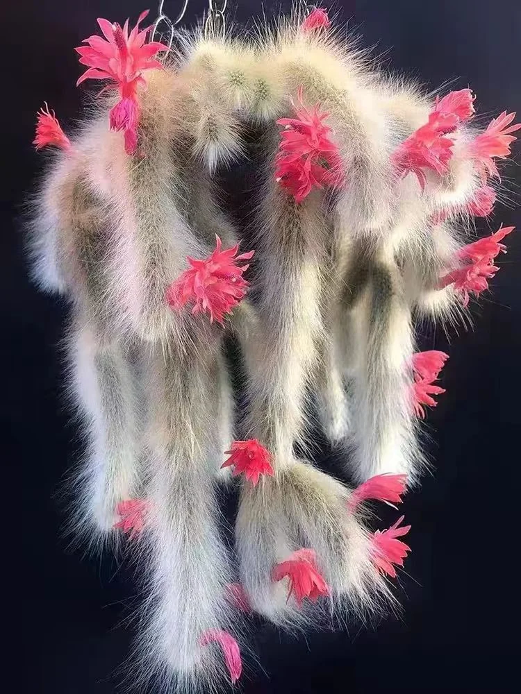 plant Aeonium Echeveria Haworthia  Caudex  Lithops Cactus  Agave 