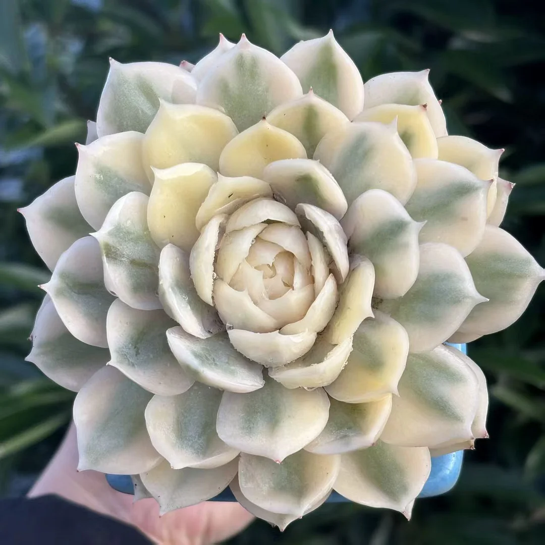 plant Aeonium Echeveria Haworthia  Caudex  Lithops Cactus  Agave 