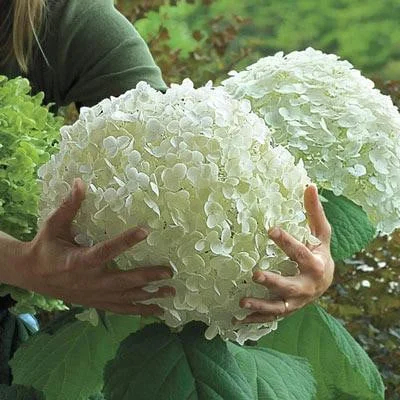 20 pcs/Pack Hydrangea Seed Bonsai Flower Seeds Hydrangea Perennial Garden Home