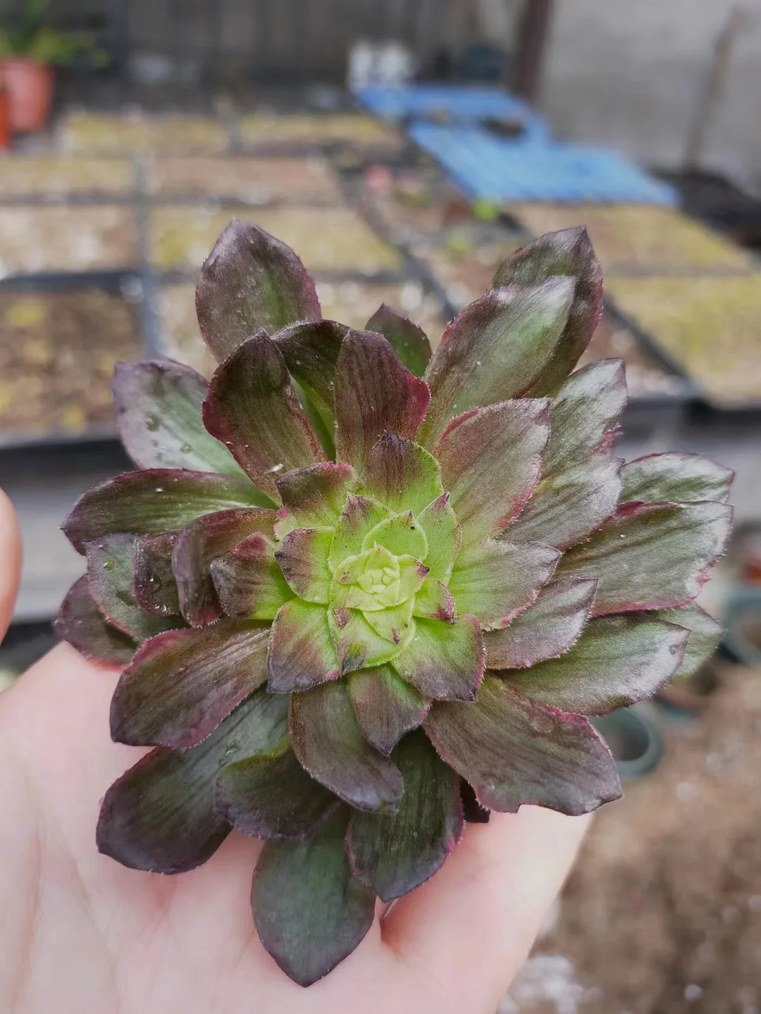 419.  Halloween skil variation cutting 6-8cm/Aeonium cutting/ Succulent plants / Garden landscape / Carefully select healthy plants