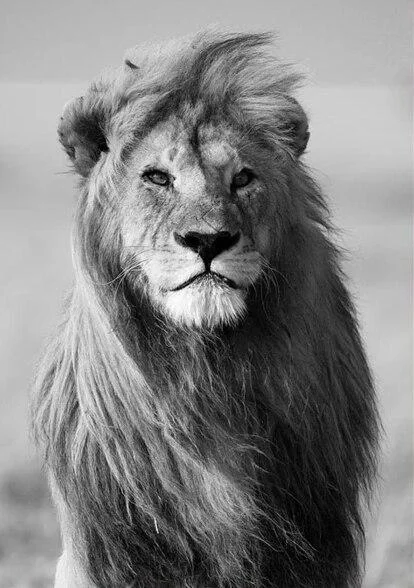 Minimalist Black and White Lion Animal Personality Mural Poster Home Interior Room Bedroom Wall Decoration Canvas Art (no Frame) 1103