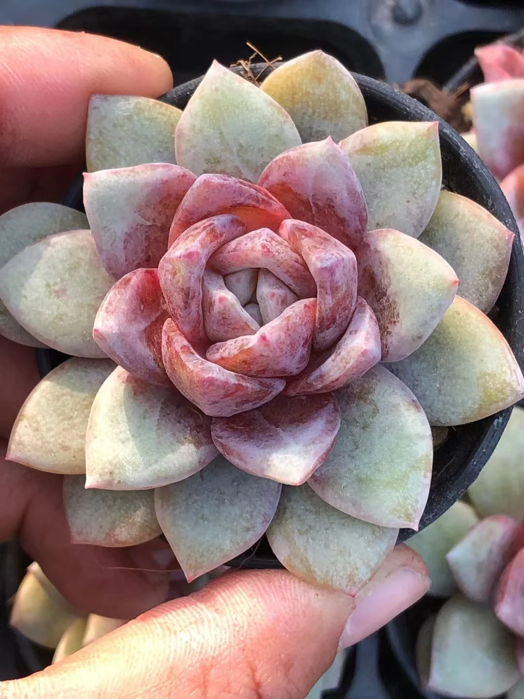 plant Aeonium Echeveria Haworthia  Caudex  Lithops Cactus  Agave 