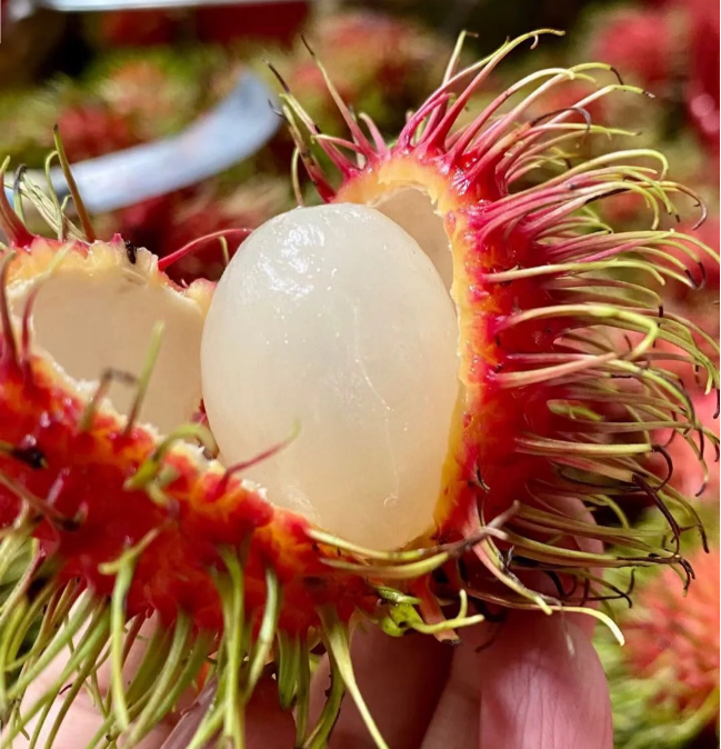 Rambutan Fruit Tree Seeds – Juicy, Sweet, and Easy to Grow with Year-Round Harvest