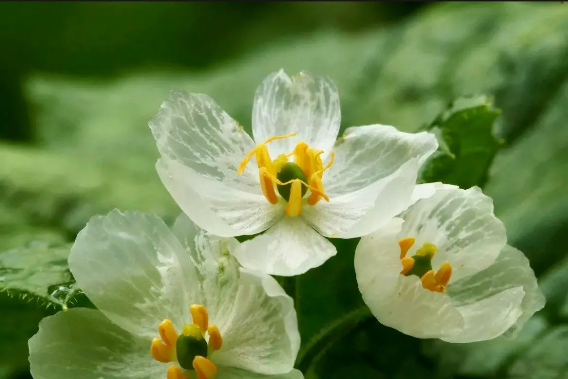 Crystal Flower Seeds