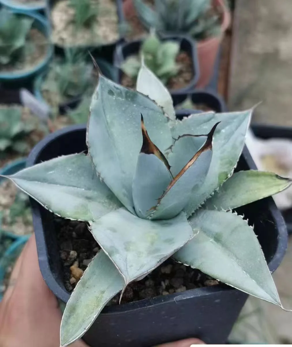 fk7.Agave Titanota White lce 7cm/Agave plants/ Succulent plants / Garden landscape / Carefully select healthy plants