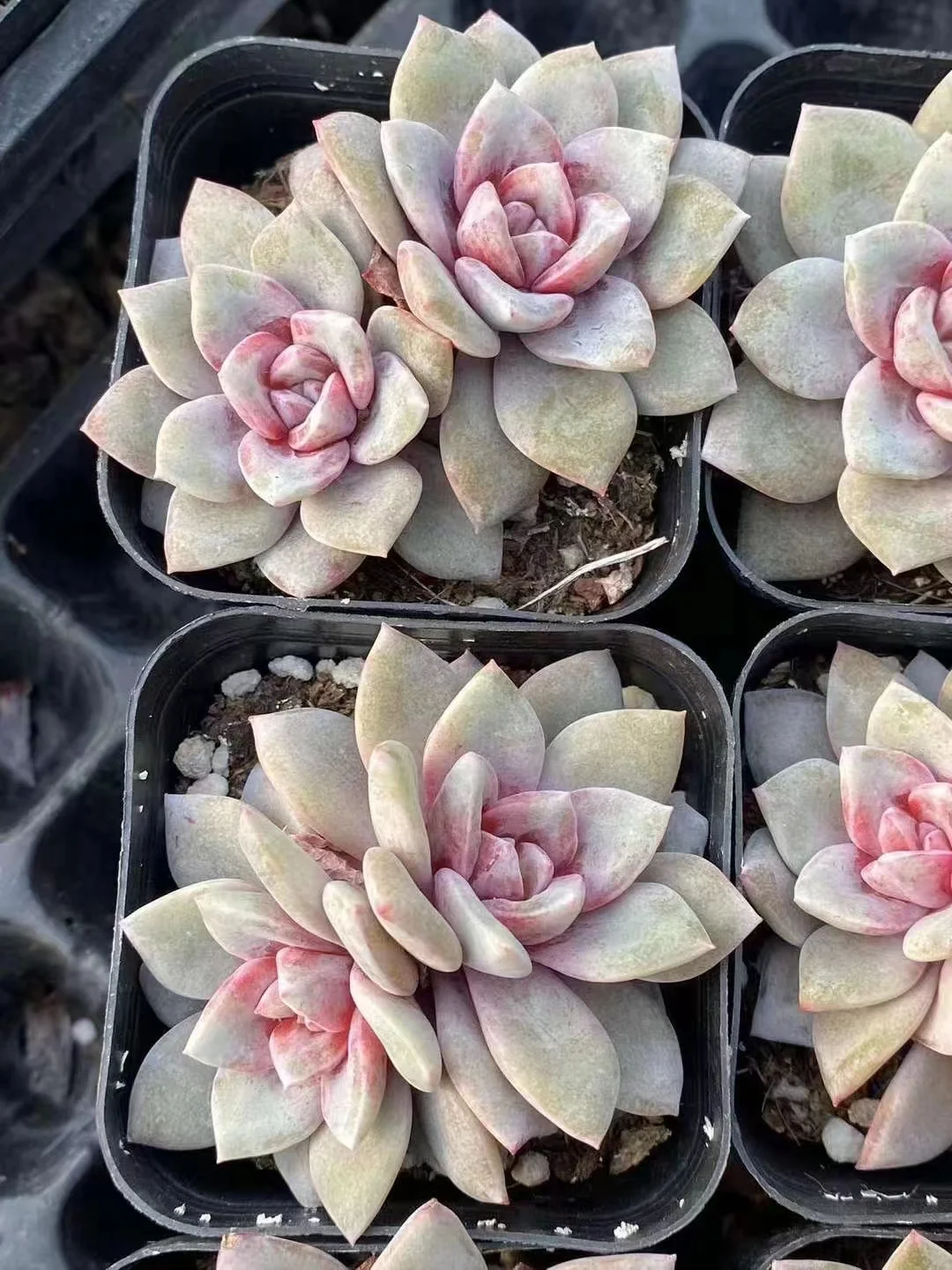 plant Aeonium Echeveria Haworthia  Caudex  Lithops Cactus  Agave 