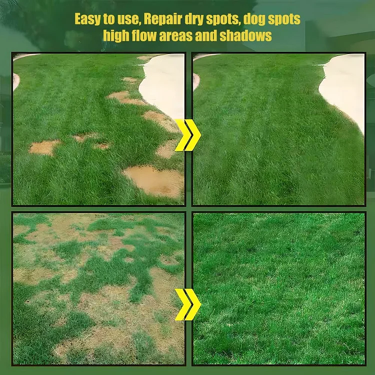 🔥🌱 Evergreen dwarf grass seed for four seasons🌾 | Create your perfect lawn here🌼 