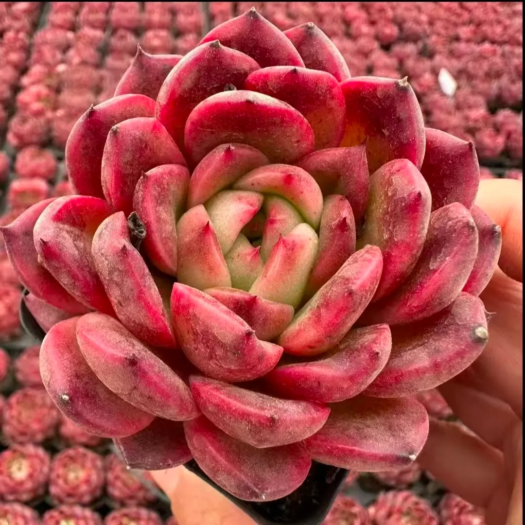 plant Aeonium Echeveria Haworthia  Caudex  Lithops Cactus  Agave 