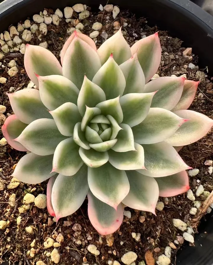 302.  Butterfly flying brocade single head 4-5cm / Echeveria / Succulent plants / Garden landscape / Carefully select healthy plants