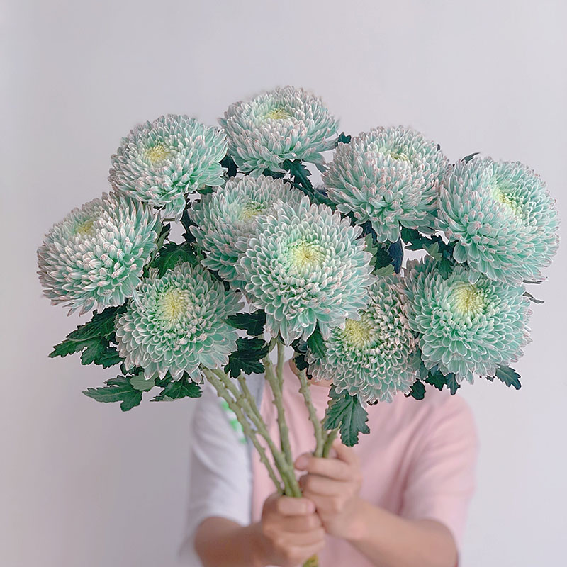 Rare Green Peony Chrysanthemum