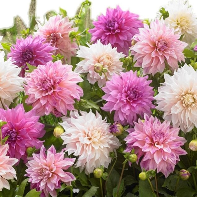 Mix Dahlia Seeds - Summer Flowering Bulb Mixture