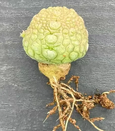 plant Aeonium Echeveria Haworthia  Caudex  Lithops Cactus  Agave 