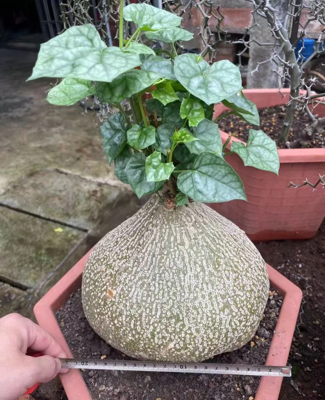 plant Aeonium Echeveria Haworthia  Caudex  Lithops Cactus  Agave 