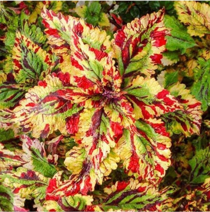 multicolored su-Coleus Jonyparkseed®