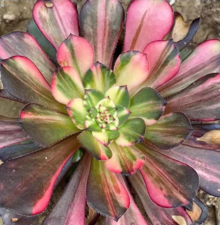 plant Aeonium Echeveria Haworthia  Caudex  Lithops Cactus  Agave 