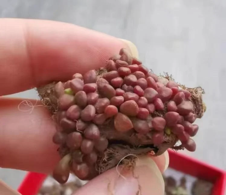 plant Aeonium Echeveria Haworthia  Caudex  Lithops Cactus  Agave 