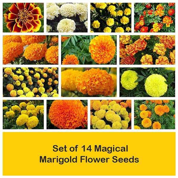 50Pcs Set of 14 Magical Marigold Flower Seeds Jonyparkseed®