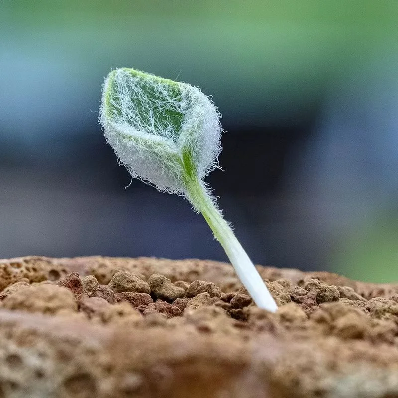 1088. Eriospermum sp 1-2cm/ Caudex /  Succulent plants / Garden landscape / Carefully select healthy plants