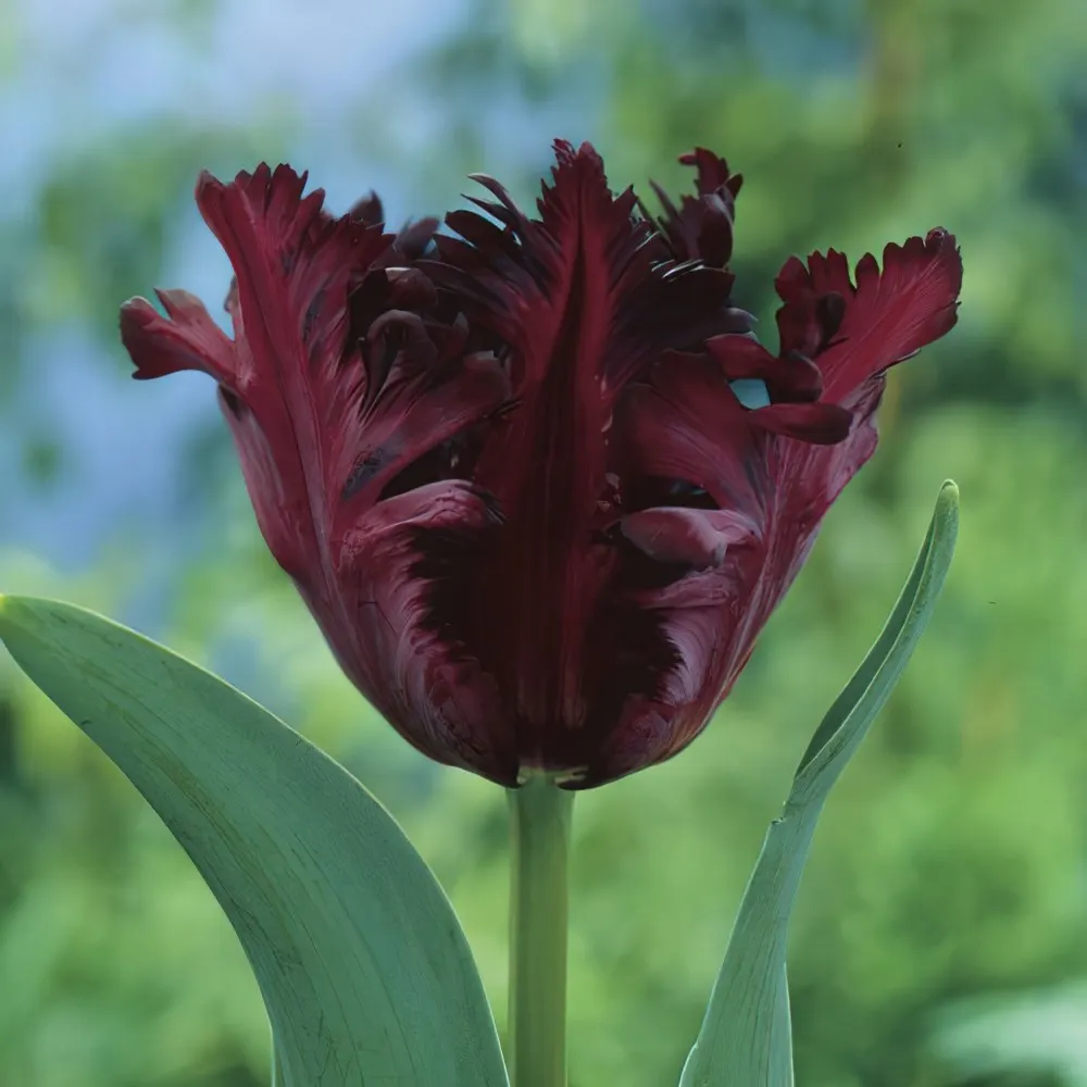 Black Parrot Tulip Seeds