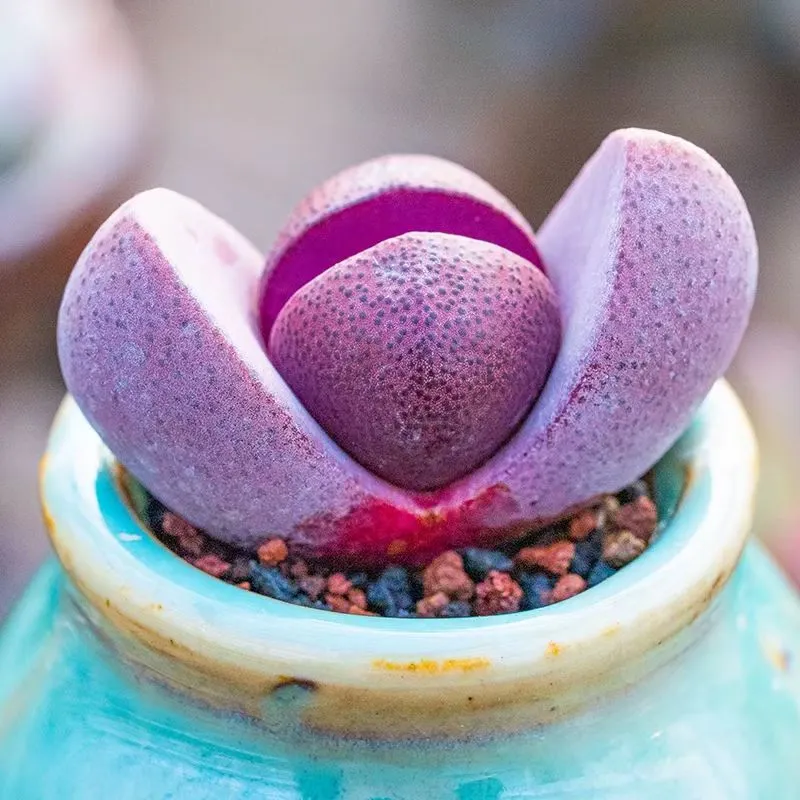 plant Aeonium Echeveria Haworthia  Caudex  Lithops Cactus  Agave 
