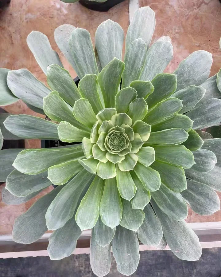 plant Aeonium Echeveria Haworthia  Caudex  Lithops Cactus  Agave 