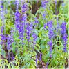 Sapphire Blue Sage Seeds for Planting Salvia Farinacea Pack of 800 Seeds 