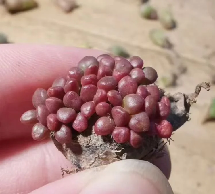 plant Aeonium Echeveria Haworthia  Caudex  Lithops Cactus  Agave 