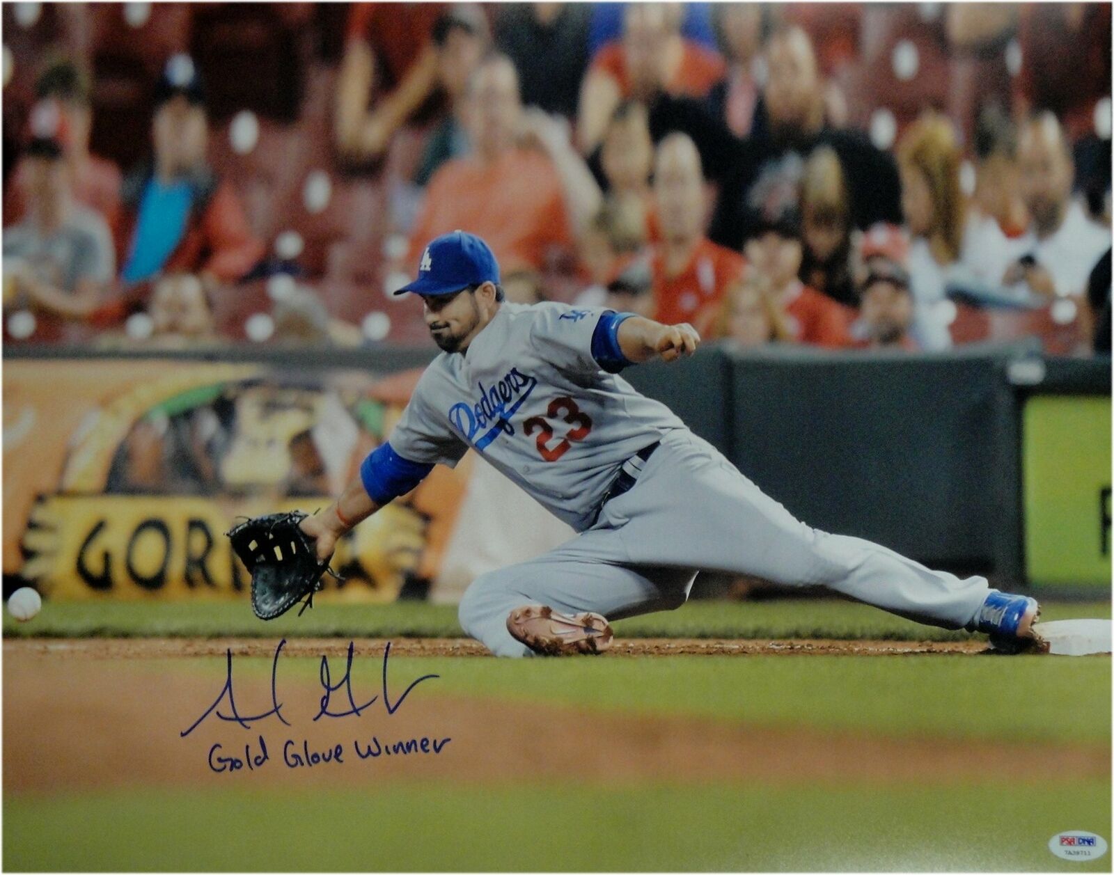 Adrian Gonzalez Autographed 16X20 Photo Poster painting Dodgers Gold Glove Glove WinnerPSA/DNA