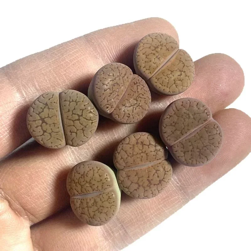 plant Aeonium Echeveria Haworthia  Caudex  Lithops Cactus  Agave 