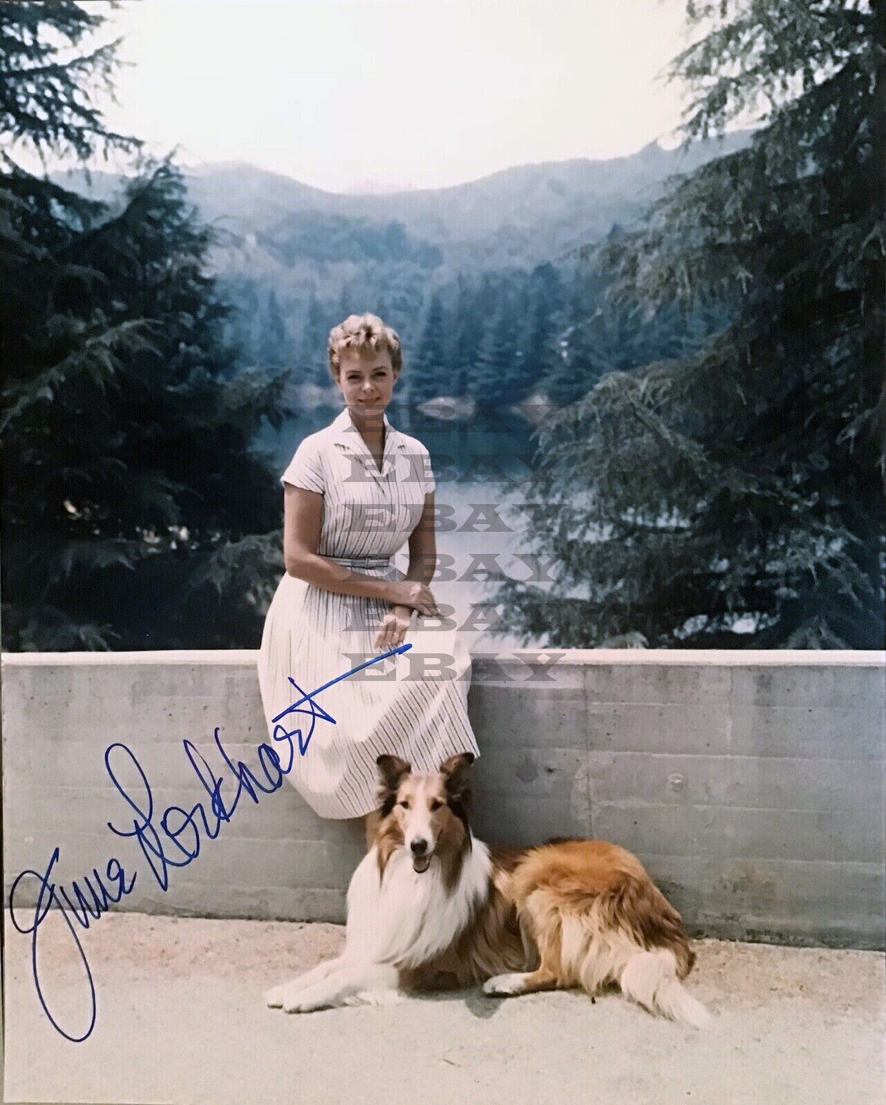 June Lockhart Lassie Signed 8x10 Photo Poster painting Reprint