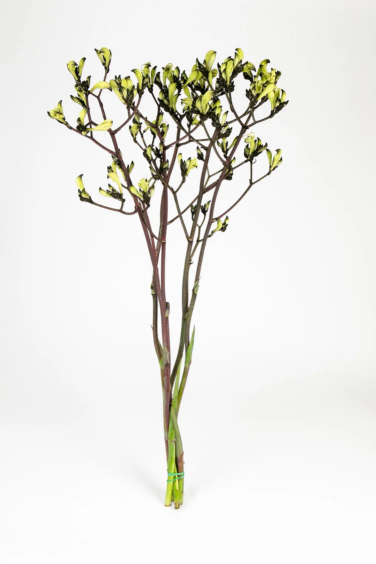 🤶🤶Christmas promotion！Black Kangaroo Paw