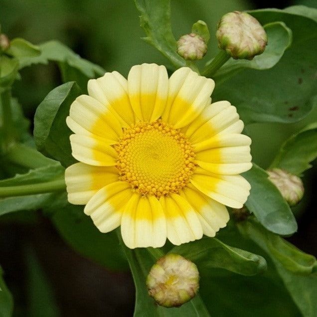 Garland Large Leaved Edible Chrysanthemum Flower | X 100 Seeds