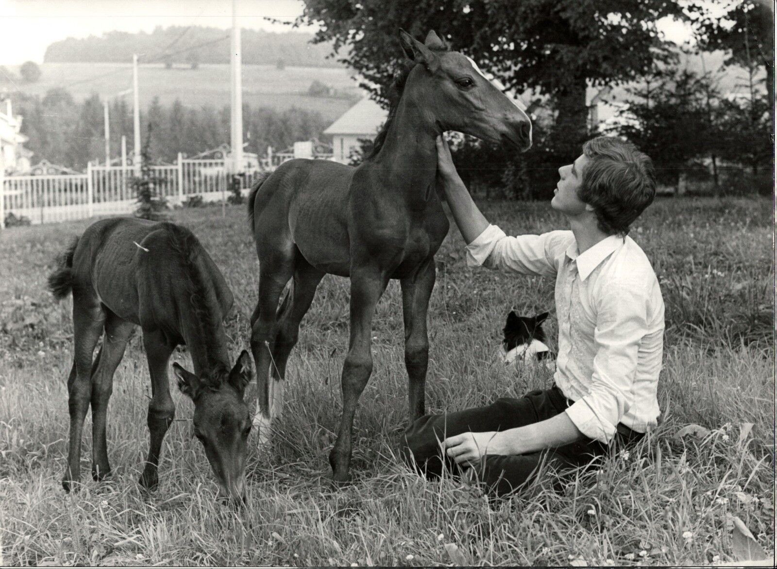 Heintje With Foal - Vintage Press Photo Poster painting Norbert Unfried (U-3838