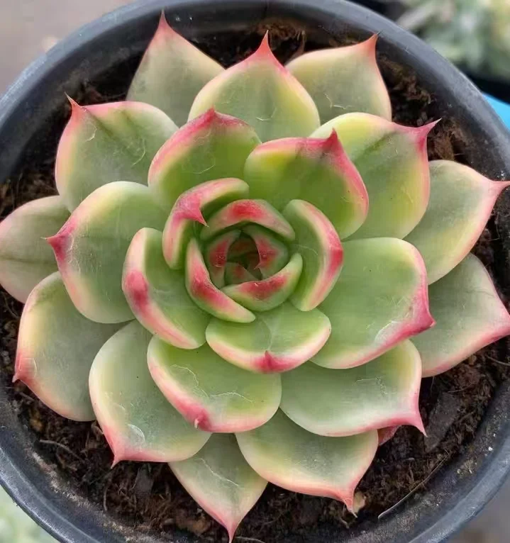 plant Aeonium Echeveria Haworthia  Caudex  Lithops Cactus  Agave 