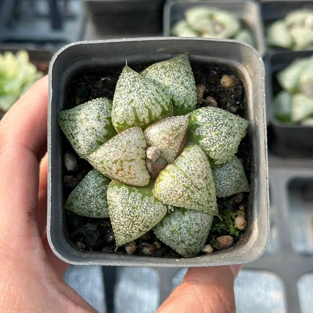 plant Aeonium Echeveria Haworthia  Caudex  Lithops Cactus  Agave 