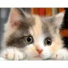 Cute Cat  | Full Round Diamond Painting Kits