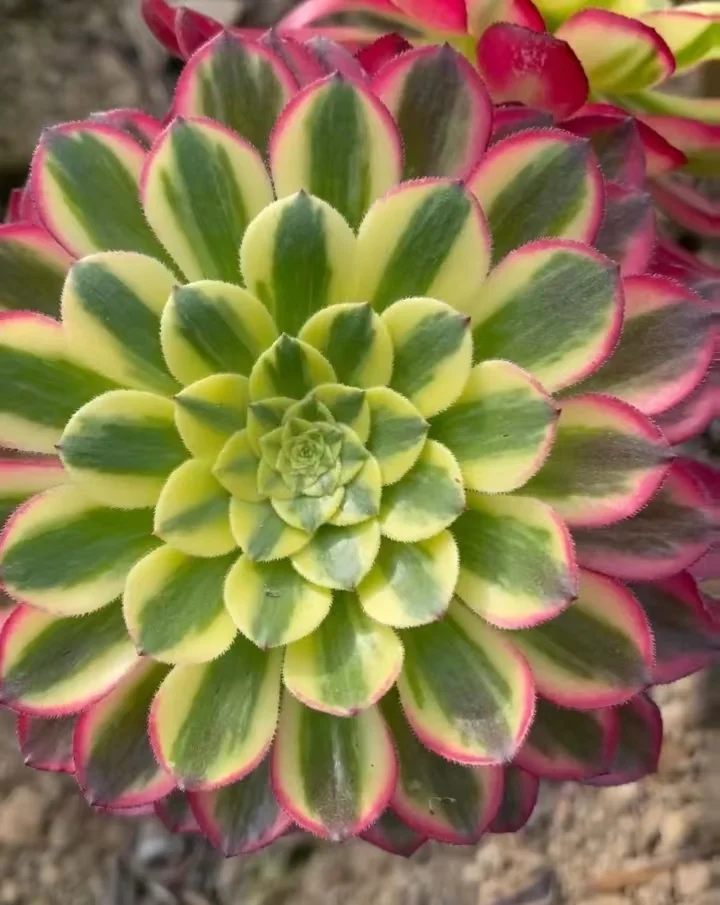 624. White rose  cutting 5-8cm / Aeonium cutting /Aeonium plants / Garden landscape / Carefully select healthy plants